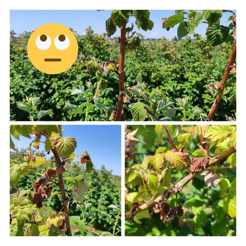 Himbeerpflanzen im Sommer