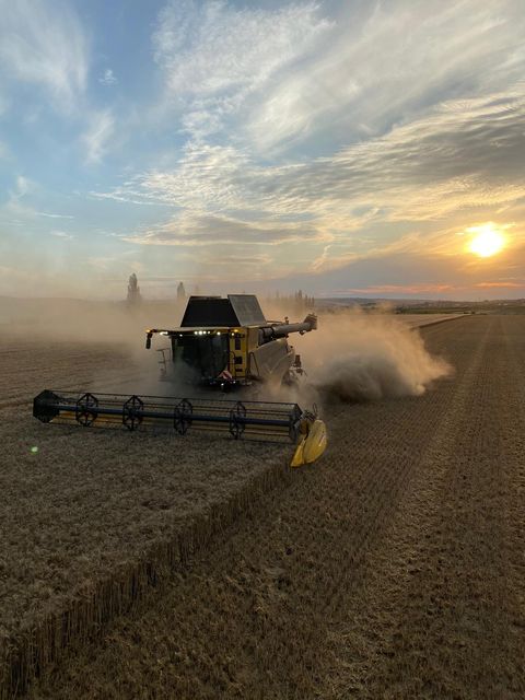 Mähdrescher im Sonnenuntergang