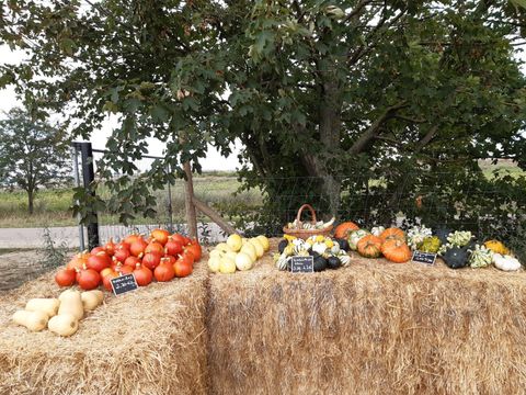 Kürbisstand auf Strohballen