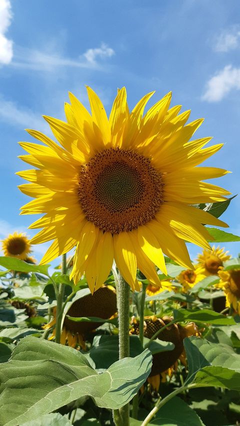 Sonnenblume