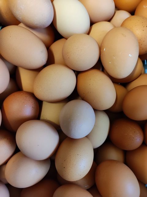 Frische Eier aus Freilandhaltung